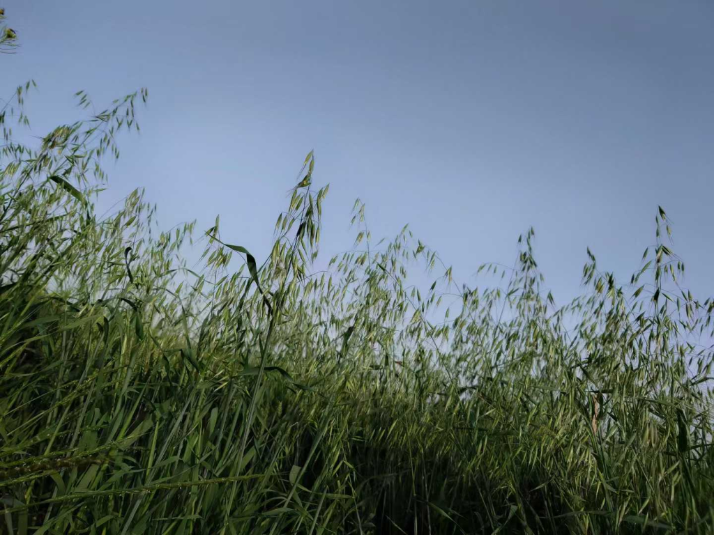 看看母亲思念母亲插图1