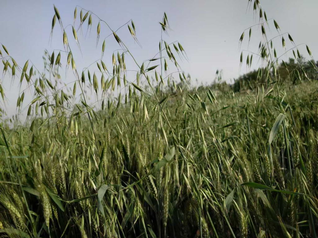 看看母亲思念母亲插图2